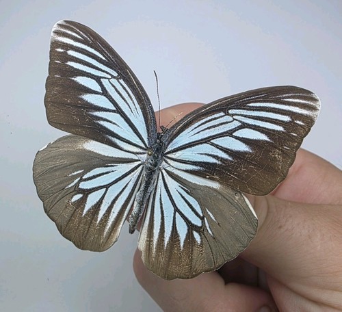 Pareronia tritaea set - a-,