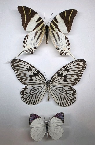 Real butterfly collection 3 - real, x