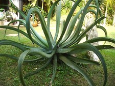Agave Vilmoriniana - 10 fresh seeds - Octopus Century Plant, Hardy Exotic Amole