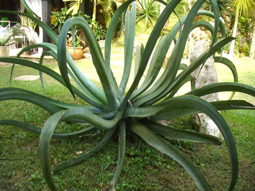 Agave vilmoriniana 10 - vilmoriniana,
