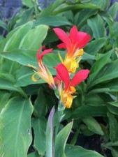 Canna patens 3 x Plug plant