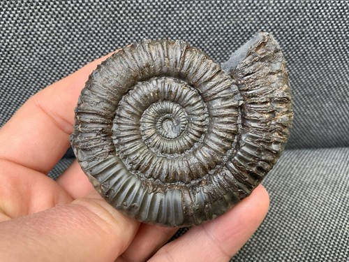 Peronoceras jurassic - peronoceras,