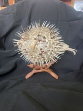 Real Dried Puffer Fish /