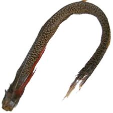 Golden Pheasant Complete Tail