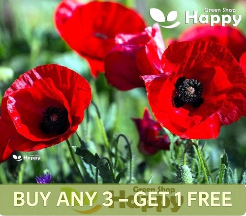 Tulip poppy 5000 - poppy,