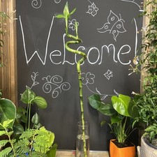 Lucky bamboo canes - lucky,