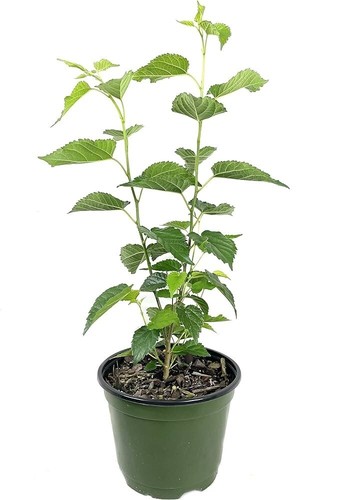 White mulberry fruit tree - white,
