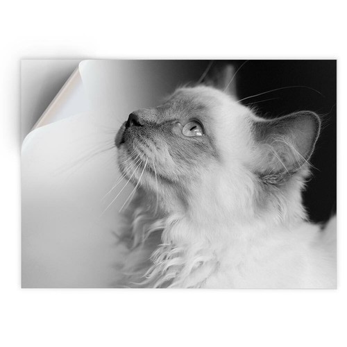 Vinyl sticker bw - 1,