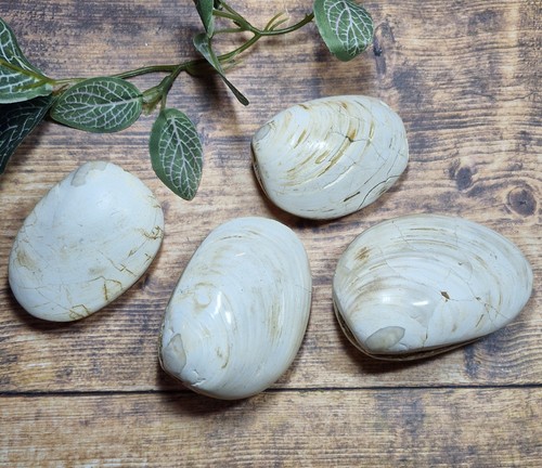 Fossilized closed clam shells - fossilized,