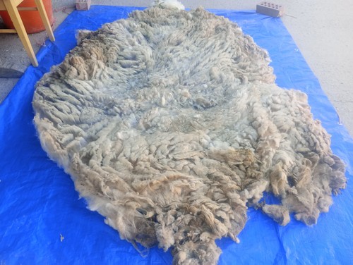 Pedigree ryeland fleece wool - pedigree,