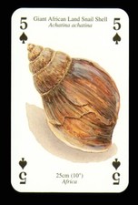 1 x playing card Giant African Land Snail Shell - 5 of Spades Q85