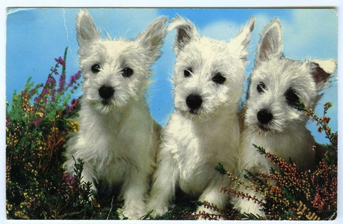 1970 puppies postcard - puppies,