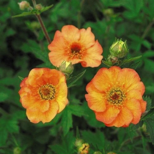 Geum totally tangerine - geum,