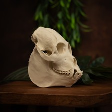 Howler Monkey Skull Replica