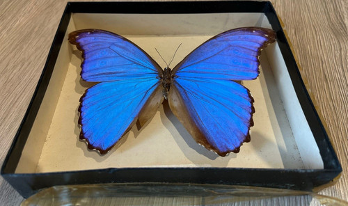 Mounted morpho didius blue - mounted,