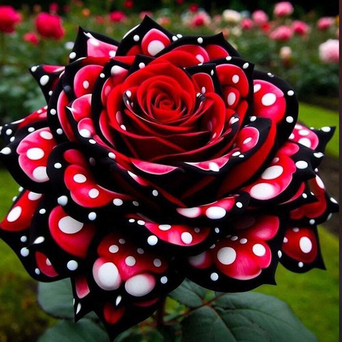 100pcs muti color rose flower - color,