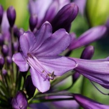 Agapanthus Hardy Perennial