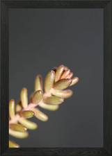 Sedum rubens Crassulaceae