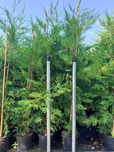 75x 4ft large - 75x, green