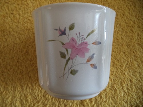 Small decorative indoor plant - decorative,
