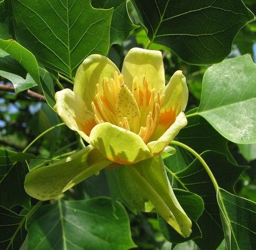 Photo 6x4 tulip - 6x4,