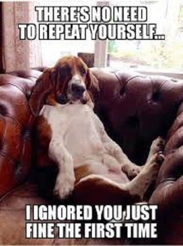 Funny basset hound - funny,