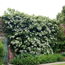Hydrangea Petiolaris XL climbing hydrangea 3Lt Pot Flowering Plants To Your Door