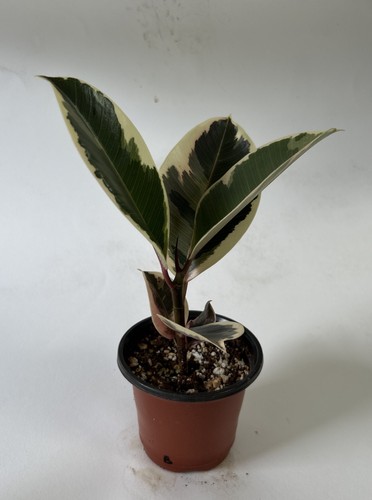 Ficus tineke potted indoor - potted,