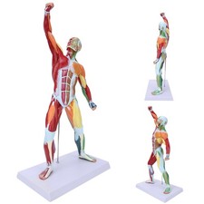 50cm MultiColor Muscular