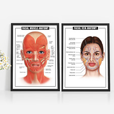 FACE ANATOMY VEINS/MUSCLE DETAILED SCIENCE EDUCATIONAL POSTER PRINT 