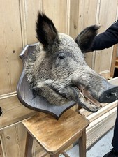 Vintage French Taxidermy Wild