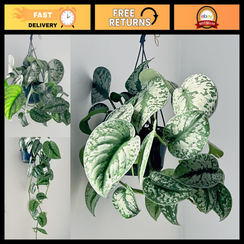 Satin pothos plant - plant,