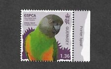 SENEGAL PARROT BIRDS GUERNSEY SINGLE VALUE ISSUED 14.2.2024 MNH NATURE