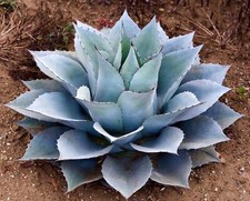 Agave Ovatifolia | Whale's
