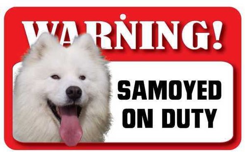 Samoyed sign laminated card - samoyed,