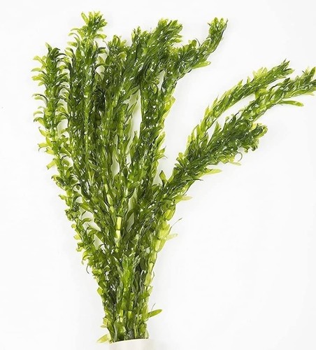 Elodea densa loose stems - elodea,