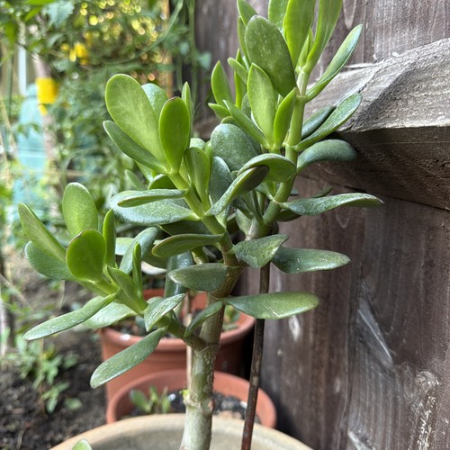 Large jade money plant - large,