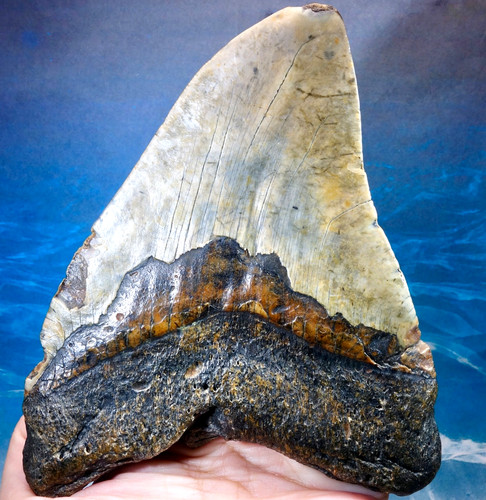 Massive megalodon shark - 5.90",