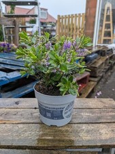 Purple Flowering Hebe Shrub |