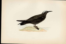 Old Print F O Morris Hand Coloured Birds Noddy Hand Colored Morris Birds A