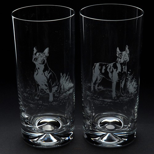 Boston terrier dog - boston, highball