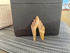 Basilosaurus pre-molar teeth