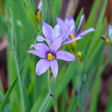 Blue-Eyed Grass Plug Plants