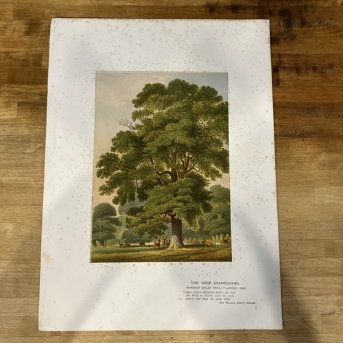 Antique book lithograph print - book,