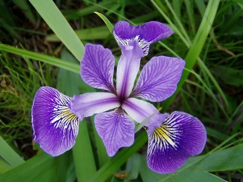 Iris versicolor blue flag - iris, (blue
