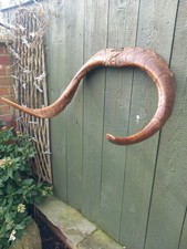 Taxidermy Domestic Goat Horns