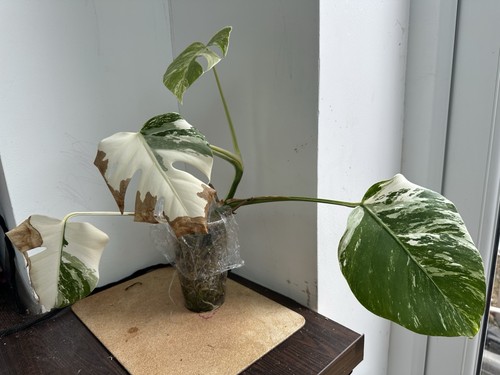 Monstera deliciosa albo - deliciosa, highly
