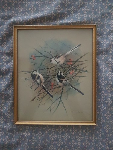 Basil ede the longtailed tit - basil___ede,