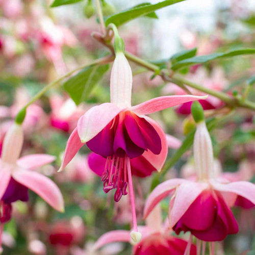 Fuchsia hardy upright - 2,