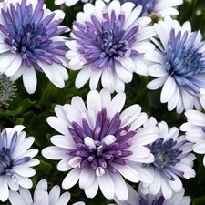 Osteospermum Dalina® 'Double
